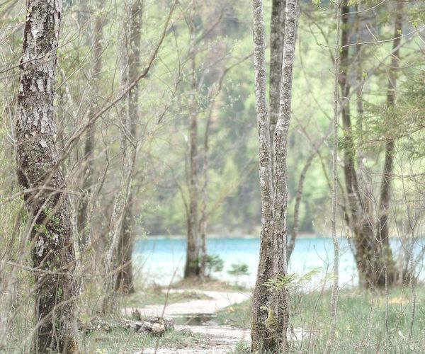 Спокійний природний пейзаж зі стежкою як метафора шляху.